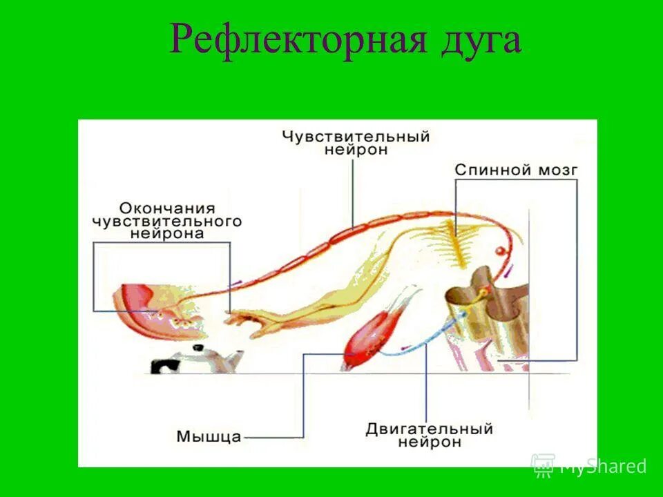 Двигательный путь рефлекторной дуги. Схема рефлекторной дуги защитного сгибательного рефлекса. Рефлекторная дуга биология 8 класс. Схема рефлекторной дуги при ожоге.