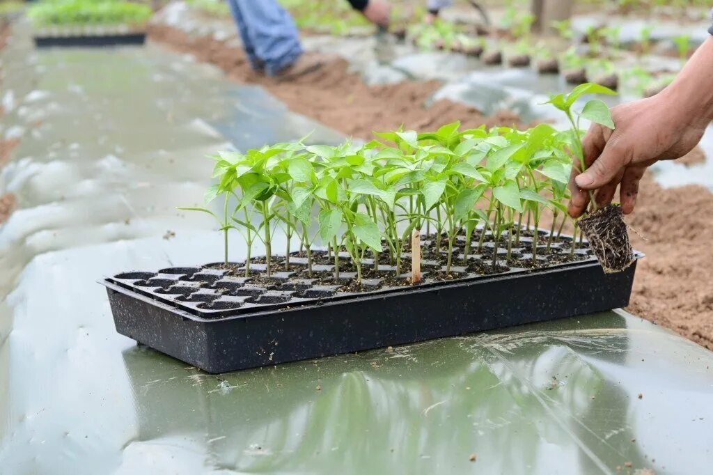 рассада зелени. рассада на окне. горшки для рассады. петуния ампельная рассада. рассада овощей.