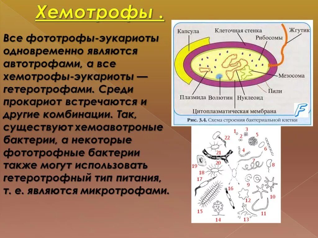 Хемотрофное питание. Хемотрофы прокариот. Строение гетеротрофной бактерии. Питание бактериальной клетки.