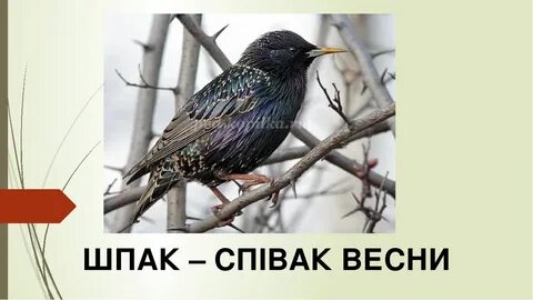 Скворец проверочное