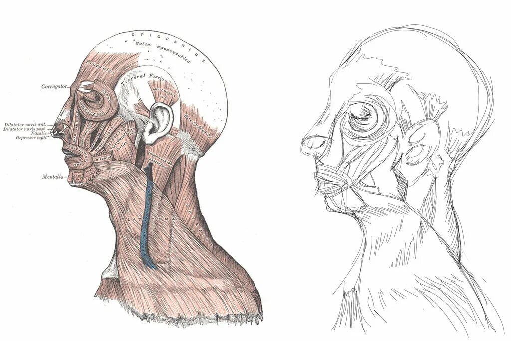 Анатомия лица в профиль. Анатомия человека в профиль. Мышцы в профиль.