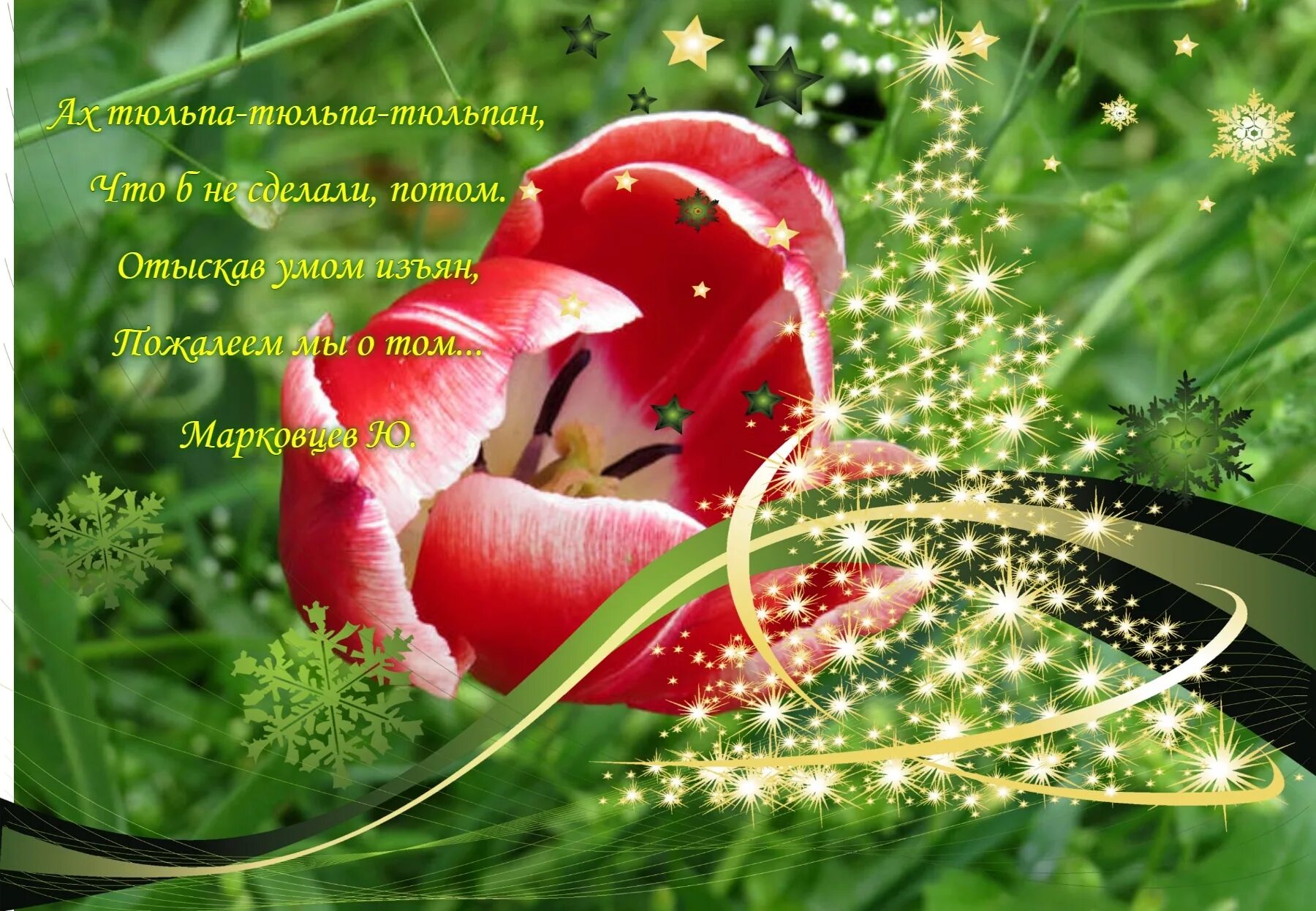 Стихи про тюльпаны. Красивые стихи про тюльпаны и весну. Весной тюльпаны стихи. Стихотворение про тюльпаны