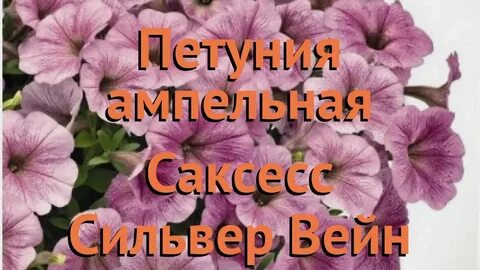 Петуния сильвер вейн
