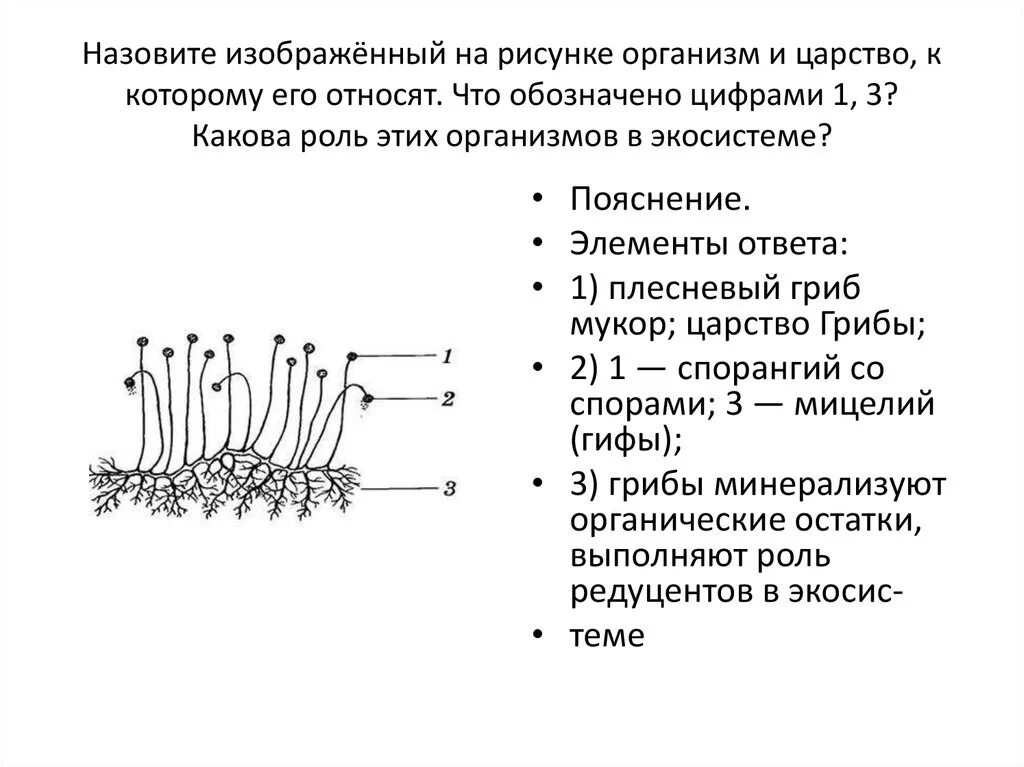 Роль плесневых грибов в экосистеме. Функции мукора. Изображённый на рисунке организм — это. Плесневые грибы роль в экосистеме.