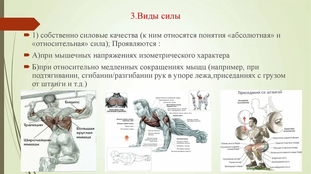 Основные мышцы для развития. Основные средства развития силы мышц являются упражнения. Физическое качество сила. Виды физических сил. Типы силы в физической культуре.