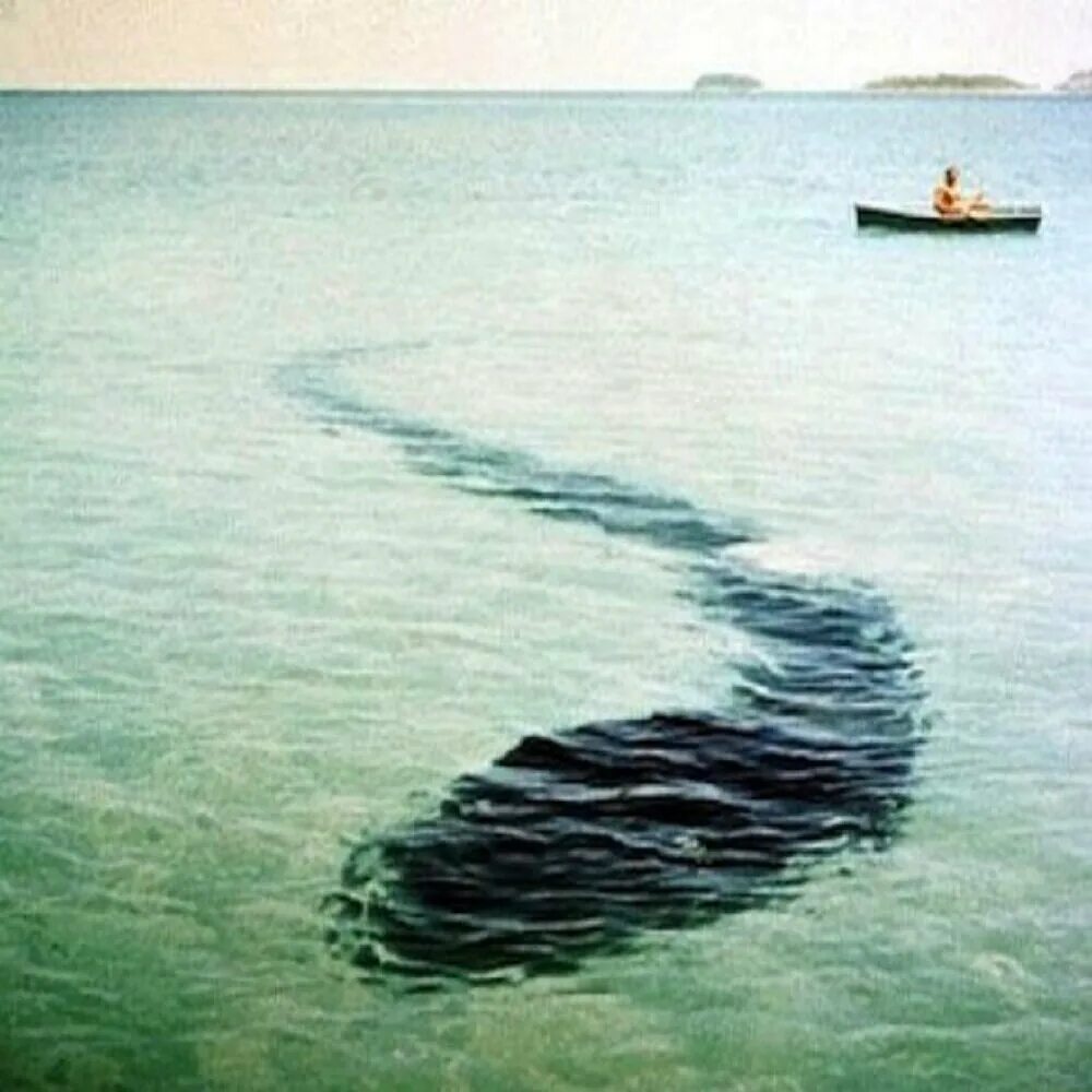 Карадагский змей реальные. Морской змей черное море. Морской змей черное море. Морской змей черное море. Морской змей черное море.