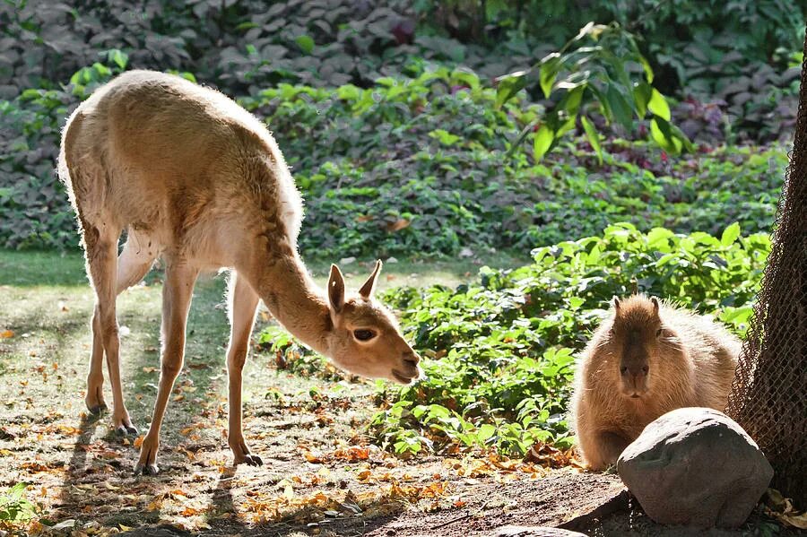 Animal latin. Животные зоопарка. Животные Латинской Америки. Звери в зоопарке. Животные символ Италии.