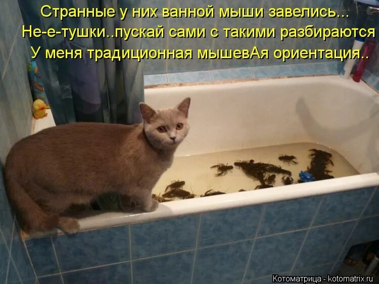 кошка моется. говорящие коты в ванне. котик в ванной. кот в ванне. видео кота который говорит нормально когда его моют.