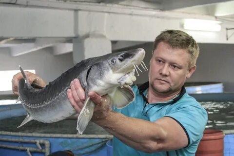 Сколько видов осетров