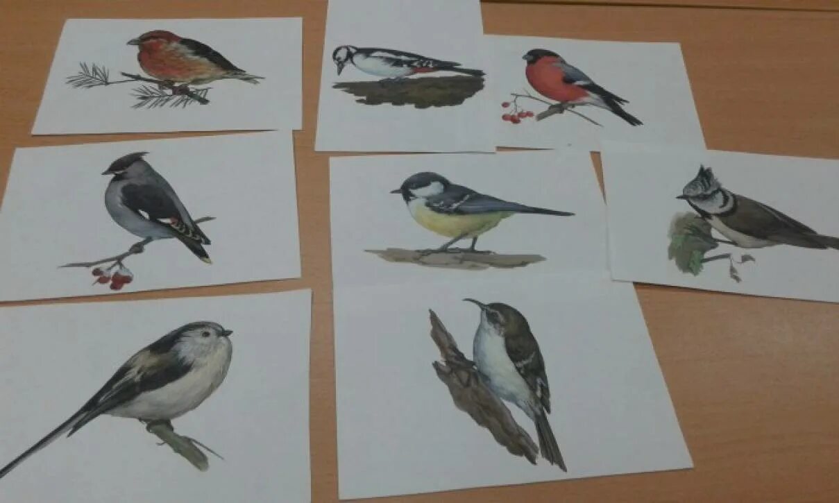 Планирование по теме птицы средняя группа. Рисование зимующие птицы старшая группа. Рисование зимующие птицы подготовительная группа. Зимующие птицы изо средней группе. Рисование зимующие птицы средняя группа.