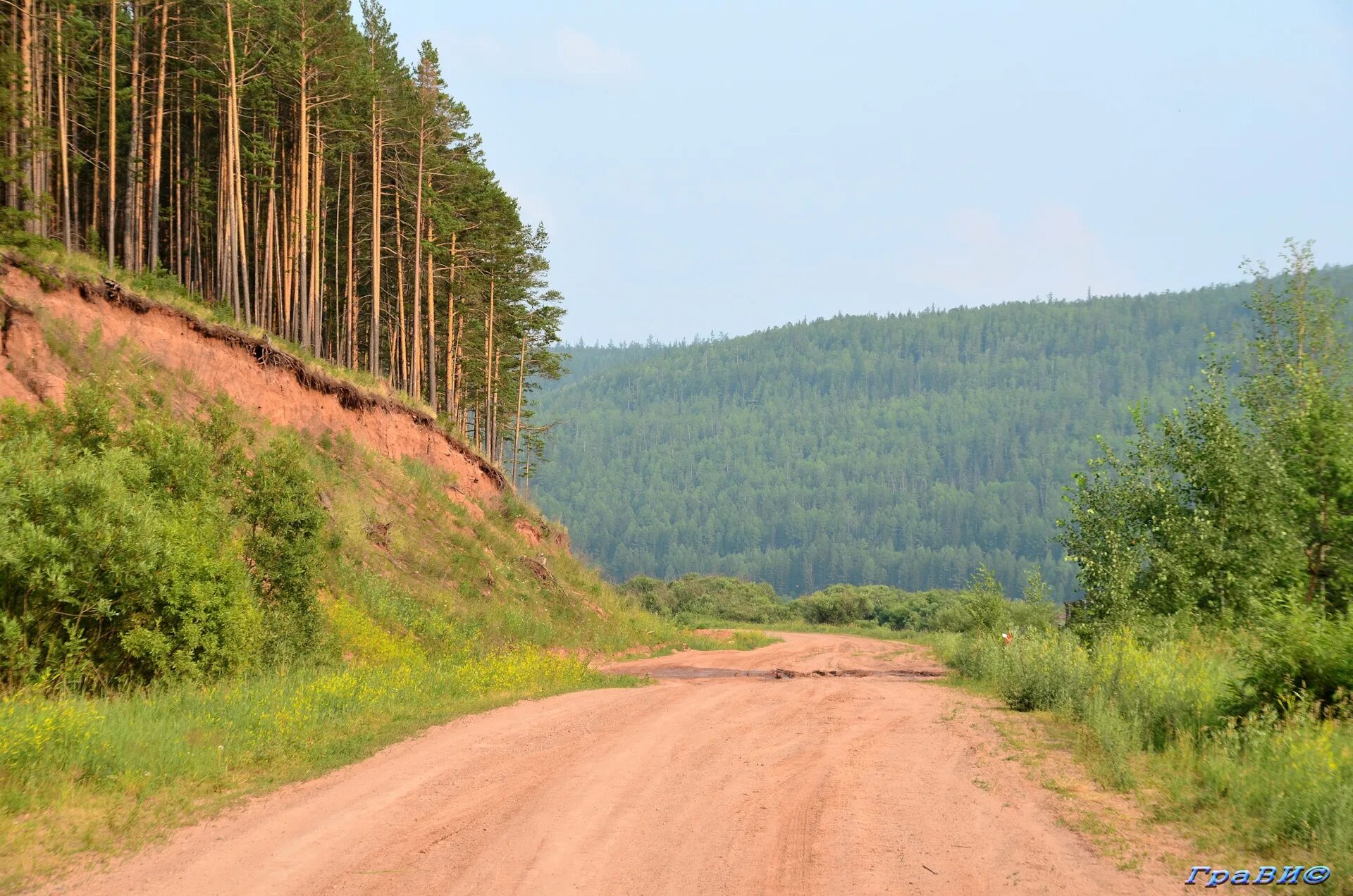 Тайга Иркутской области. Тайга Иркутск. Тайга в Чунском районе. Тайга Camp Иркутская область.