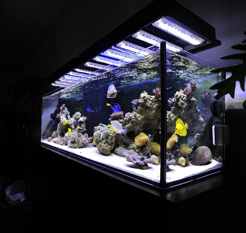 Аквариум aquarium. Морской аквариум со светом 6500к. Рыбки для аквариума. Подсветка для аквариума. Большие аквариумы.