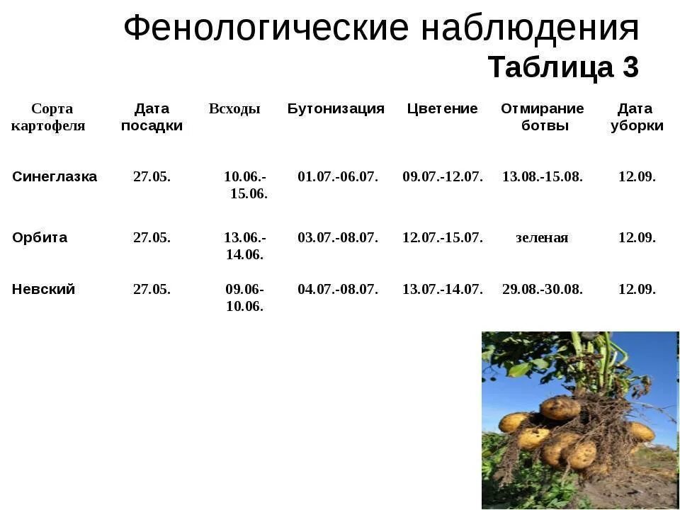 Период созревания картофеля. Сроки созревания картофеля от посадки до урожая. Сроки роста картошки. Таблиц высадка картофеля.