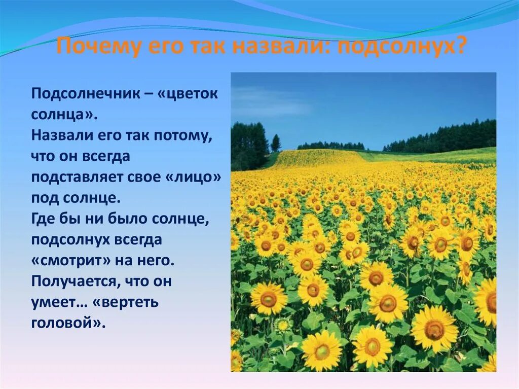 Подсолнухи для презентации. Стихотворение про подсолнух. Подсолнух кратко. Рассказ о подсолнухе. Подсолнух текст описание