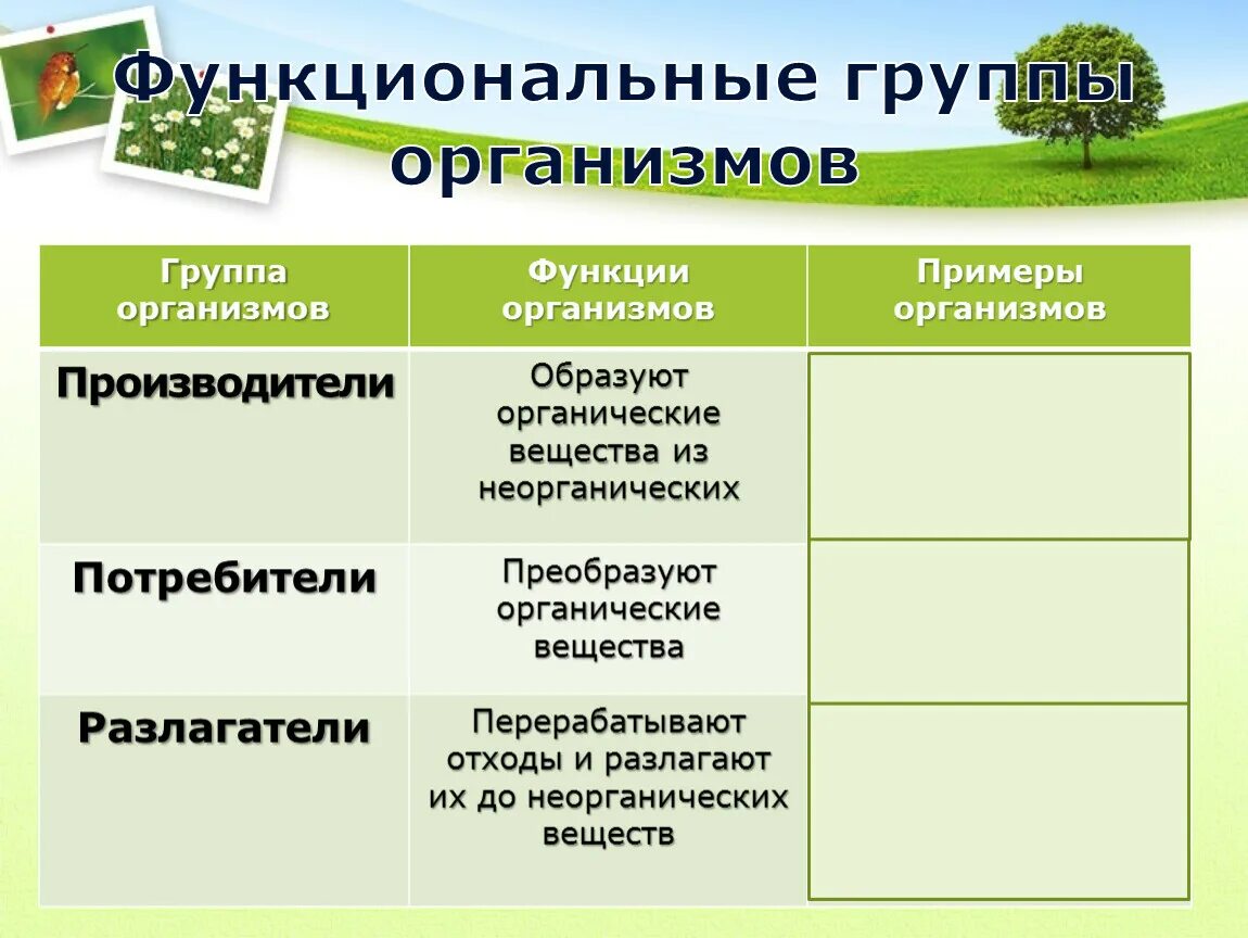 Какие типы организмов играют основную роль. Таблица функциональные группы организмы роль. Группа организмов примеры функции. Таблица функциональные группы организмов. Организмы потребители примеры.