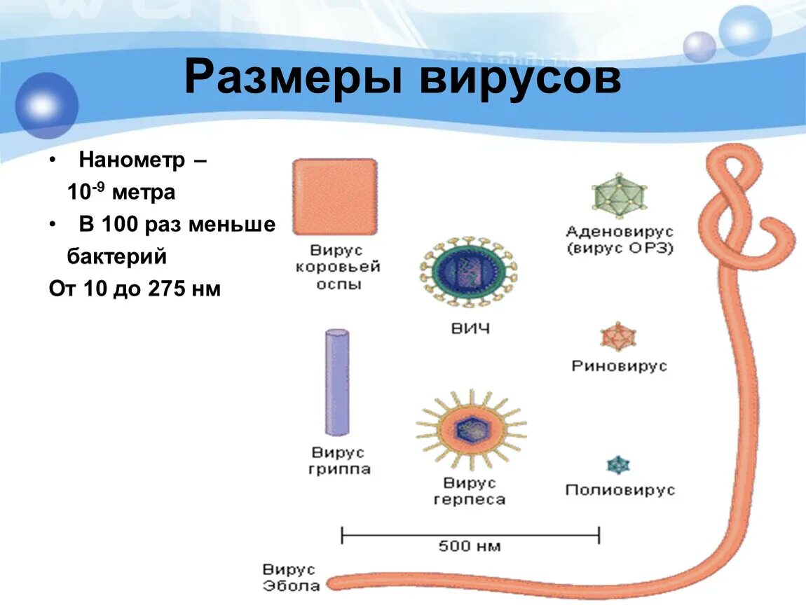 Насколько вирус. Форма жизни вирусов и бактерий. Размеры вирусов и бактерий. Размеры вирусов. Размеры микробов бактерий и вирусов.