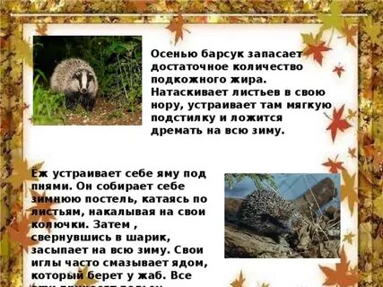 Когда барсук ложится в спячку
