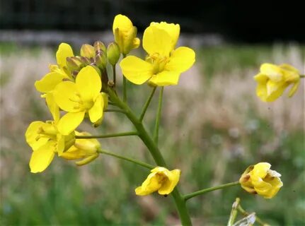 Brassica rapa subsp rapifera