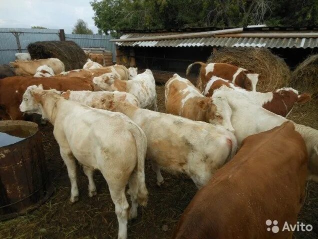 Телята в Дагестане. Телята на продажу в Дагестане. Дагестанский сорт телят. Показать продажа КРС В Ставропольском крае.. Купить телят в ставропольском