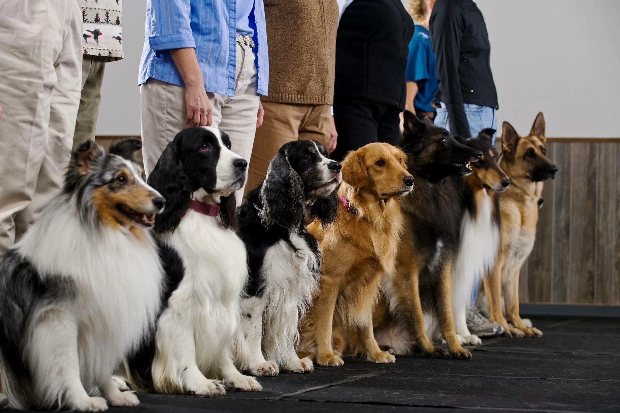 9 группа собак. Разные породы собак. Выставочные собаки породы. На выставке собак. Выставка собак разных пород.