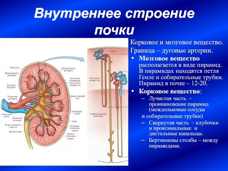 Корковое вещество почки функции. Строение почки петля Генле. Мозговое вещество почки это петля Генле. Корковое вещество петля Генле. Выделительная система человека петля Генле.