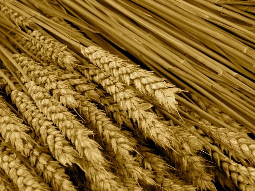 1 сорт пшеницы. Экспорт ячменя. Много пшеницы. Зерновые культуры экспорт. Колоски пшеницы связанные.