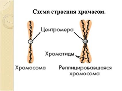Строение хромосомы картинка