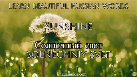 Картинки ромашка одуванчик