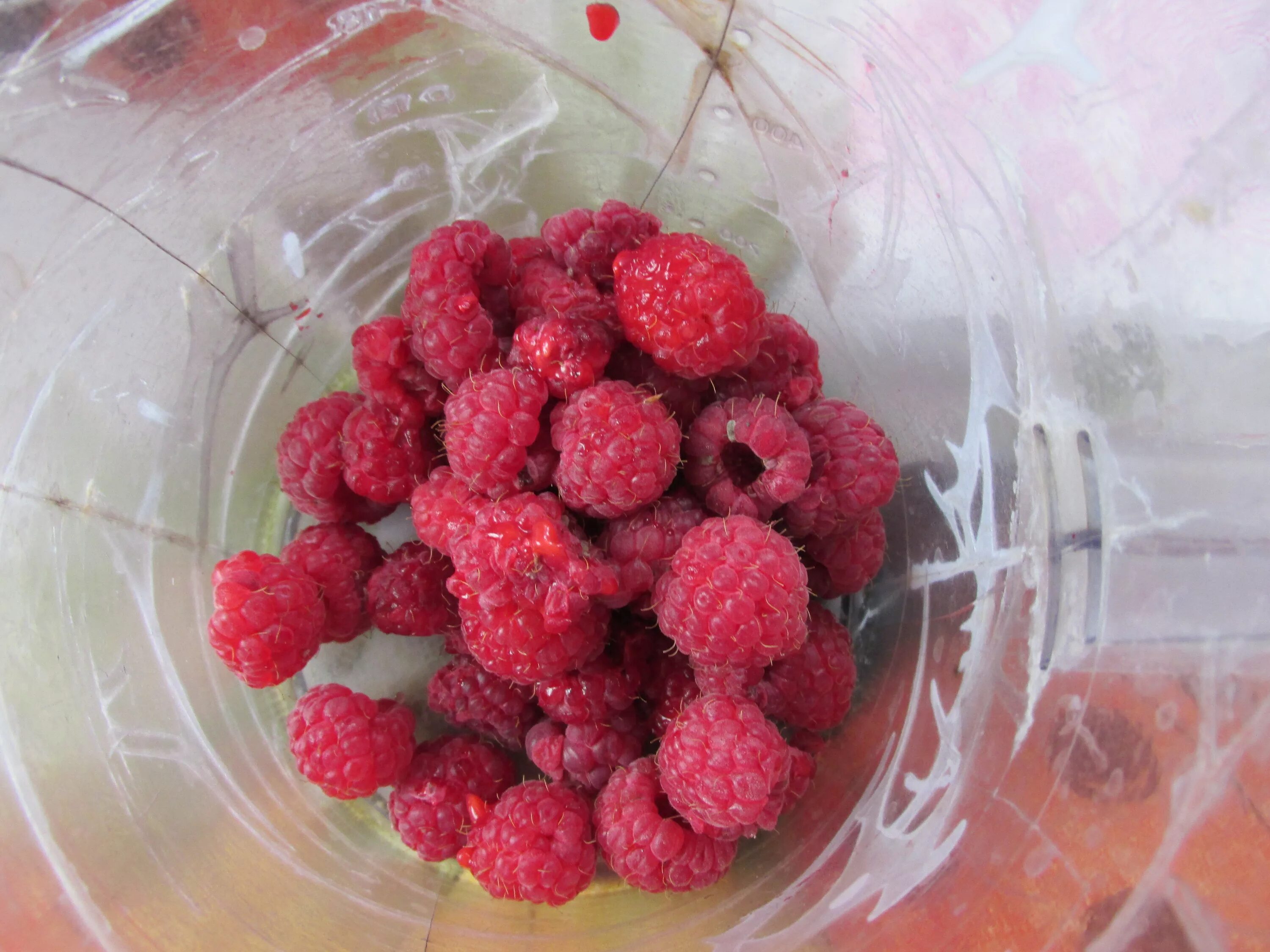 Малина сортов пшехиба. Самая сладкая малина. Сорт малины дамские пальчики. Самая сладкая малина. Самая сладкая малина.