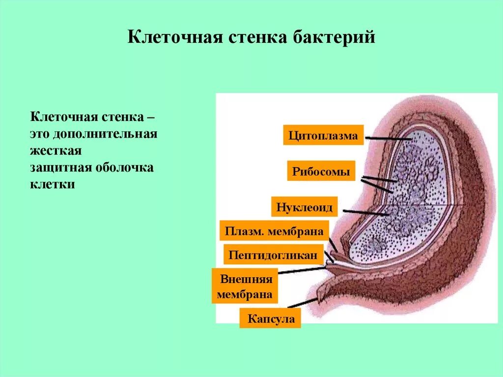 Из чего состоит стенка клетки. Клеточная стенка бактерий. Строение стенки бактерий. Клеточная стенка бактериальной клетки. Структура клеточной стенки бактерий.