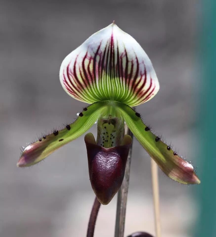 Американский гибрид. Пафиопедилум Каллосум. Орхидея Пафиопедилум. Пафиопедилум американский гибрид. Пафиопедилум бутон.