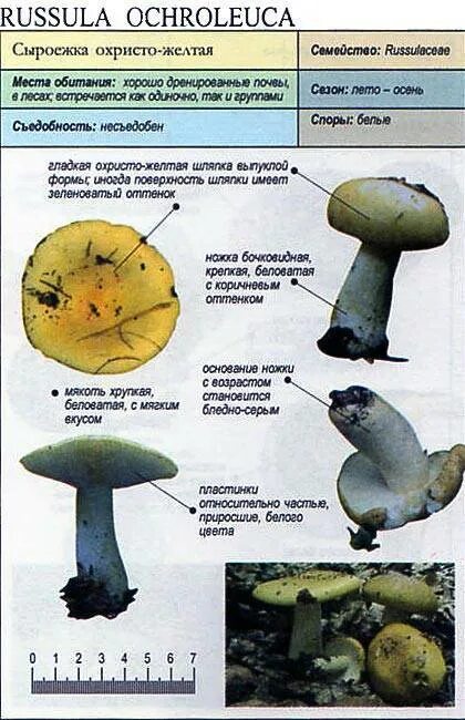 Какую среду обитания освоила сыроежка впр 5. Среда обитания сыроежки. Сыроежка охристая. Сыроежка гриб описание. Сыроежка охристая описание.