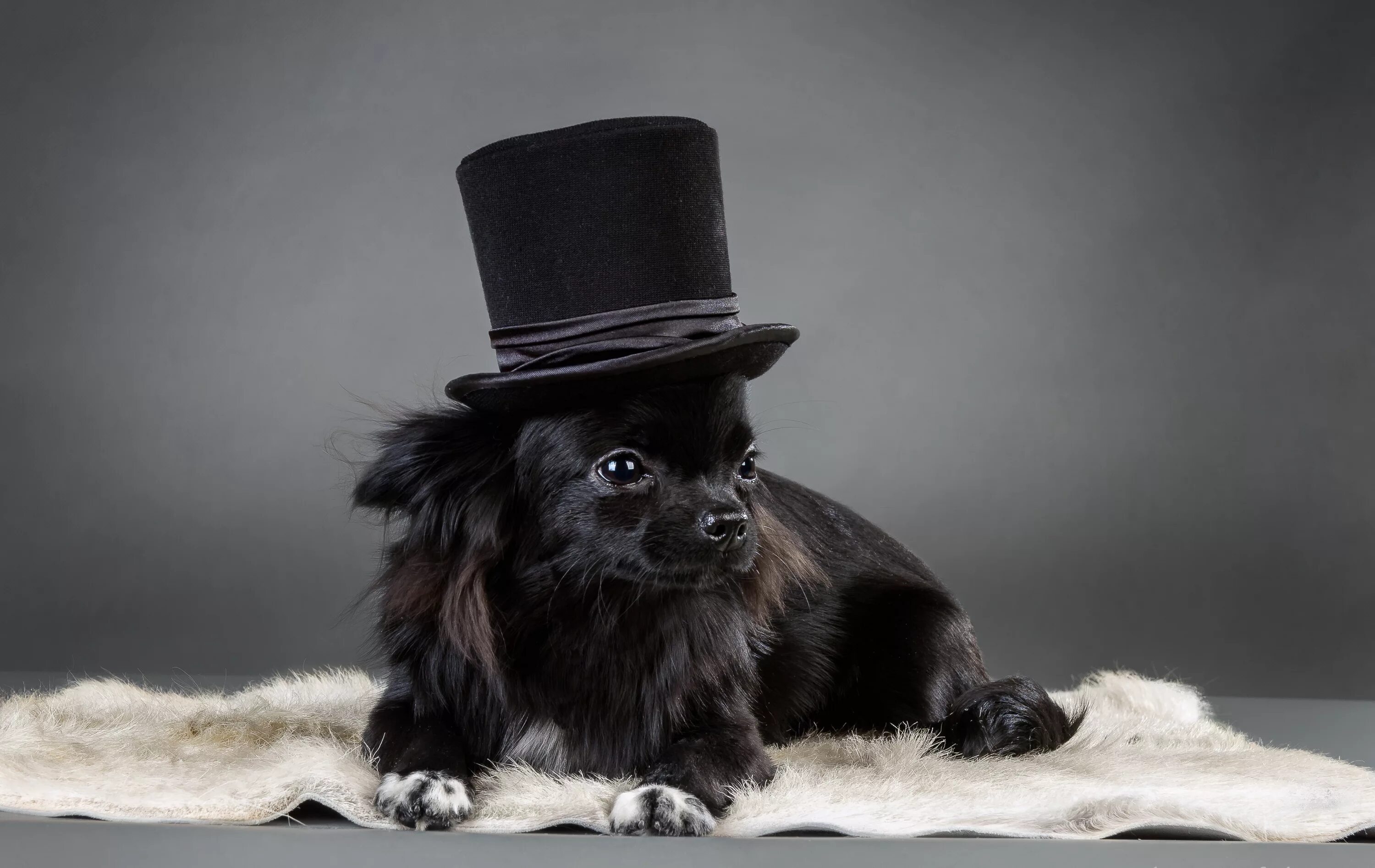 Животные шляпа. Собачка в шляпе. Щенок в шляпе. Собачка в шляпке. Черный кот в шляпе.
