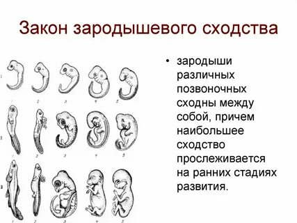 Изучение зародышей организмов