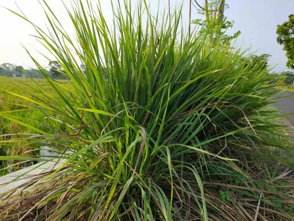 Knows that plants. Цитронелла метельчатая. Cymbopogon Nardus Цитронелла. Осока Цитронелла. Цитронелла цейлонская.