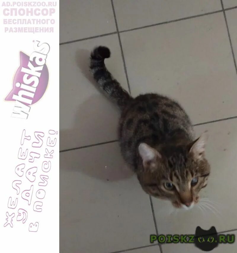 Найден кот красноярск. Нашли кошку на улице ворошилова. Найдена кошка красноярск. Найден кот красноярск. Кот красноярска.