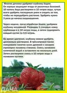 Подкормка клубники йодом
