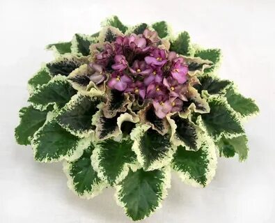 Irish rose