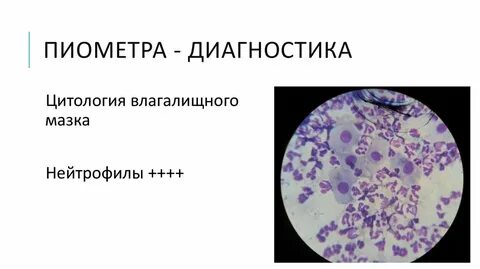 Цитология ответ