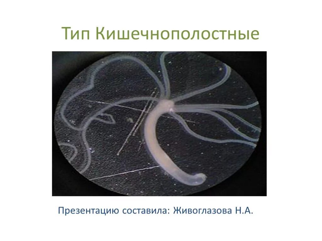 Тип кишечнополостных червей. Кишечнополостные и плоские черви. личинка кишечнополостных. лучевая симметрия кишечнополостных. систематика кишечнополостных.