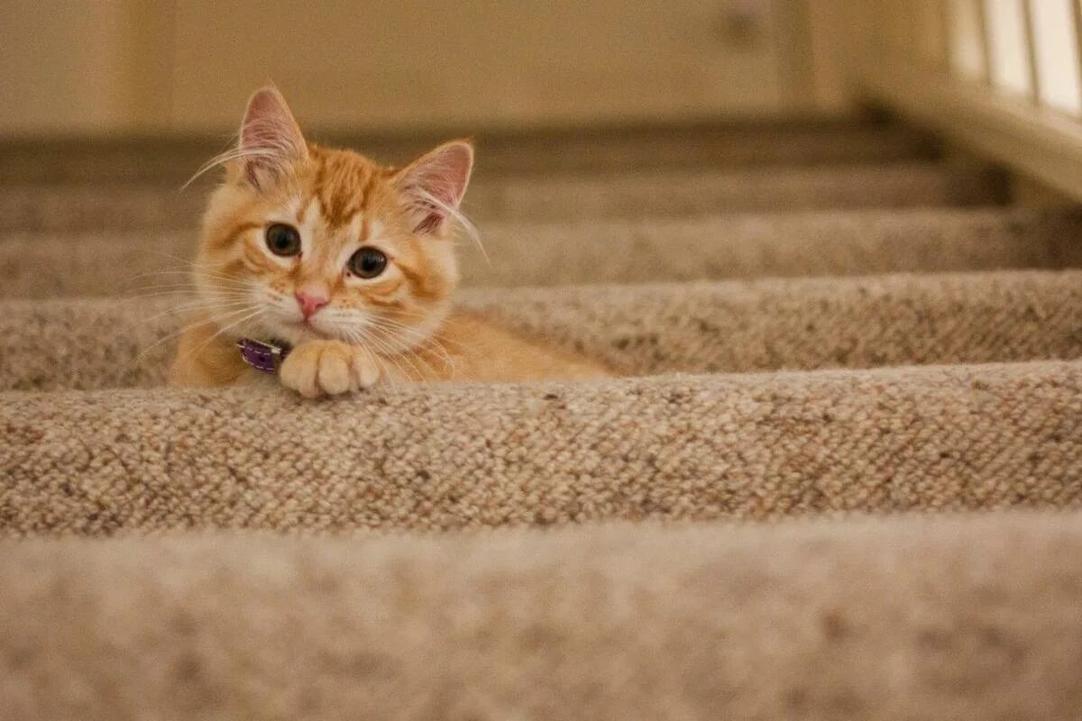 Grateful cat