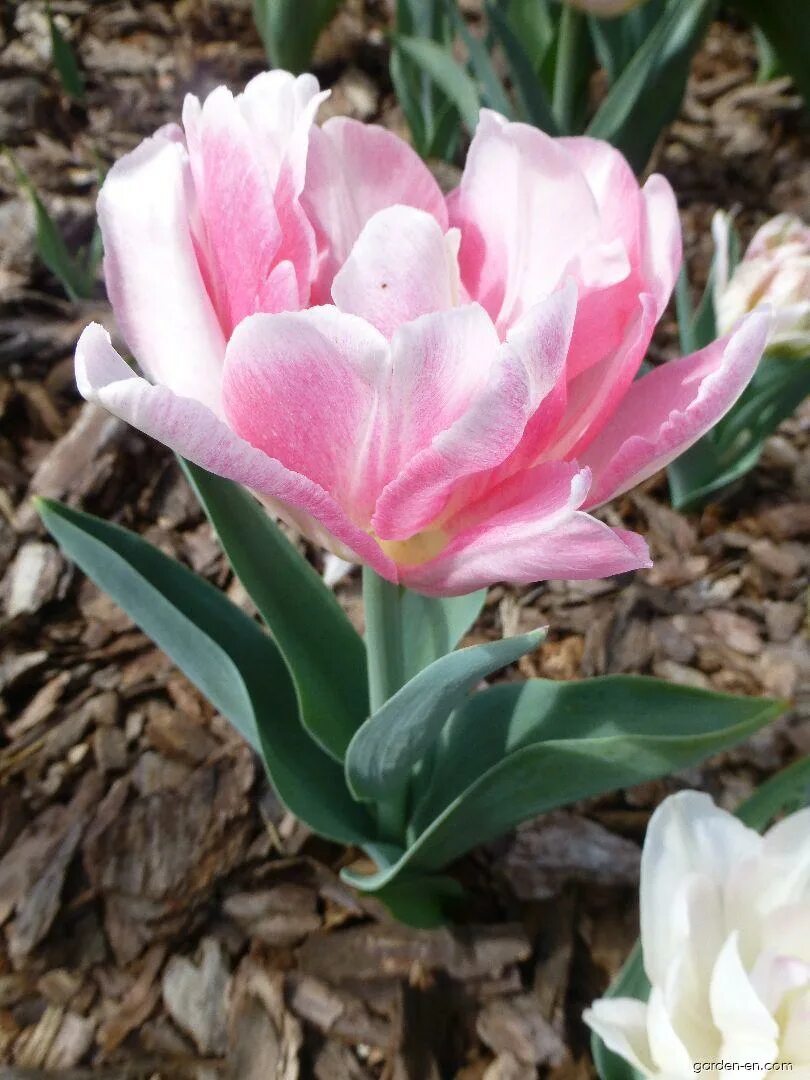 Photo Tulip Foxtrot - plant 7 Garden-en.com