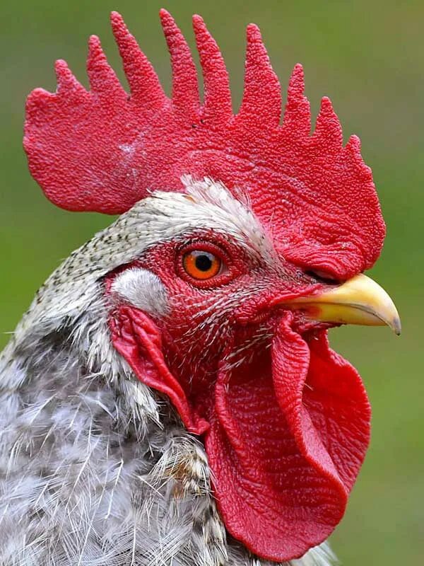 La Flèche Chickens Wicked Looking Horny Comb - YouTube