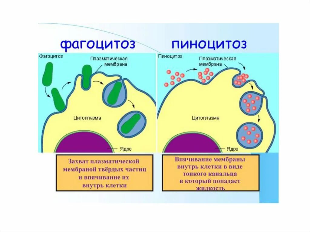 Образует мембрану вакуоли