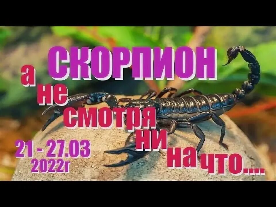 Скорпион знак зодиака символ. Знак зодиака скорпион jpg. Гороскоп "скорпион". Скорпион с 21 по 27 августа. Скорпион черный императорский.