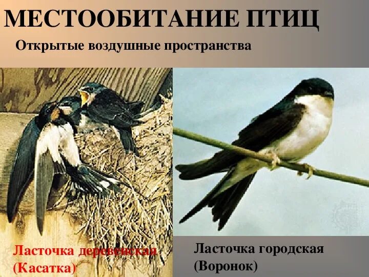 Почему ласточка называется ласточкой. Места обитания птиц. городская ласточка. места обитания ласточек. птицы открытых местообитаний.