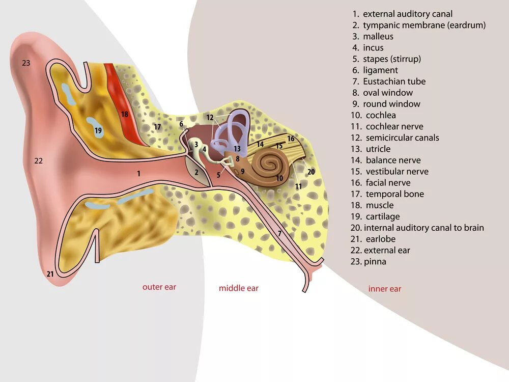 Слуховая косточка в ухе 9 букв. Слуховые косточки. Анатомия человека ухо горло нос. Евстахиева труба соединяет полость среднего уха с носоглоткой.