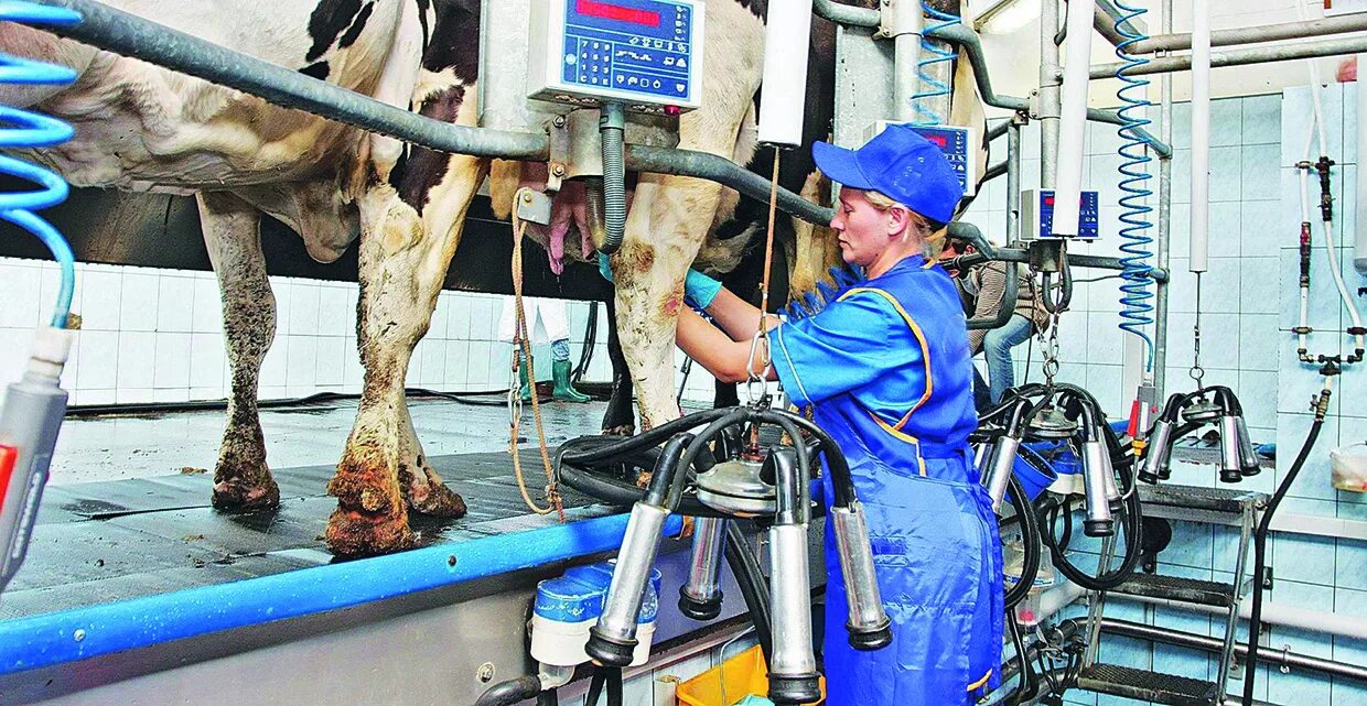 Доильный зал карусель gea. Молочная отрасль. Производство продуктов животноводства. Молочная ферма. Корова на заборе.