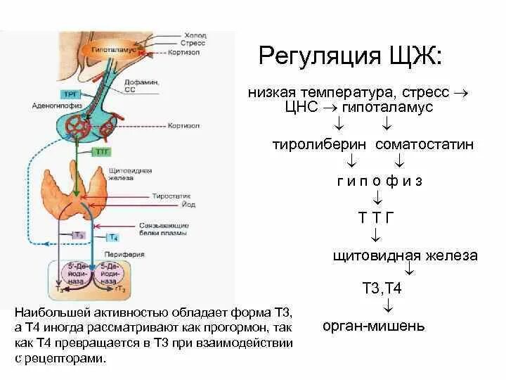 Соматостатин гипоталамуса. Соматостатин регуляция. Гипоталамус регуляция температуры. Тиреолиберин строение. Участвует в регуляции температуры тела