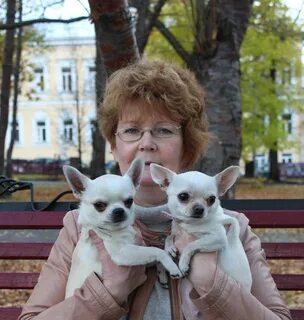 Московский чихуахуа
